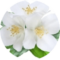 گل های سفید